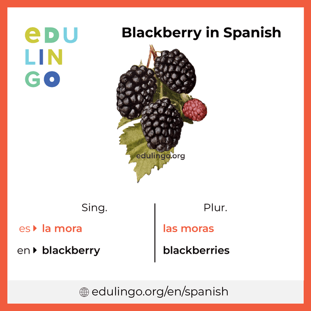 Blackberry in Spanish vocabulary picture with singular and plural for download and printing