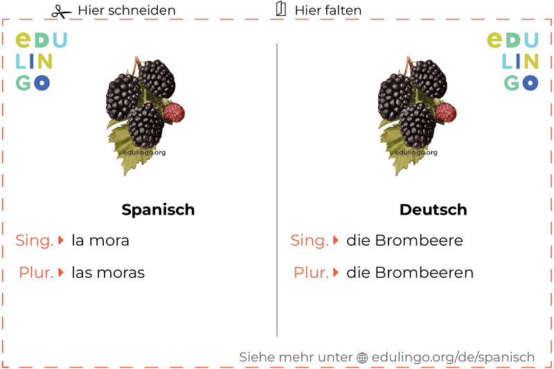 Brombeere auf Spanisch Vokabelkartei zum Ausdrucken, Üben und Lernen