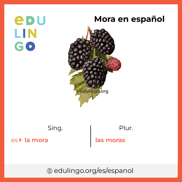 Imagen de vocabulario Mora en español con singular y plural para descargar e imprimir