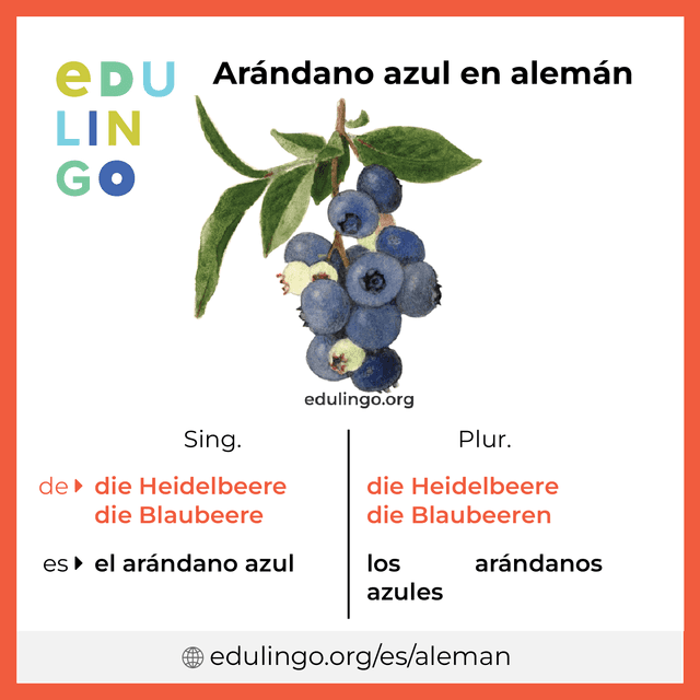 Imagen de vocabulario Arándano azul en alemán con singular y plural para descargar e imprimir