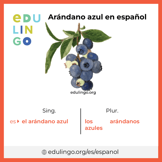 Imagen de vocabulario Arándano azul en español con singular y plural para descargar e imprimir