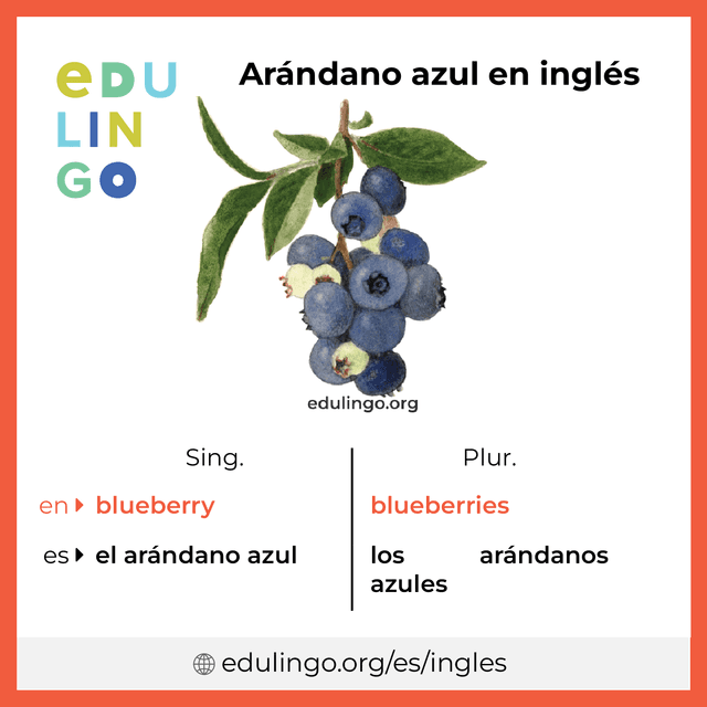 Imagen de vocabulario Arándano azul en inglés con singular y plural para descargar e imprimir