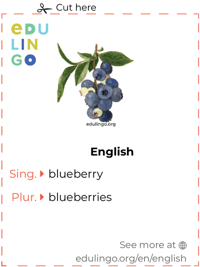 Blueberry in English vocabulary flashcard for printing, practicing and learning