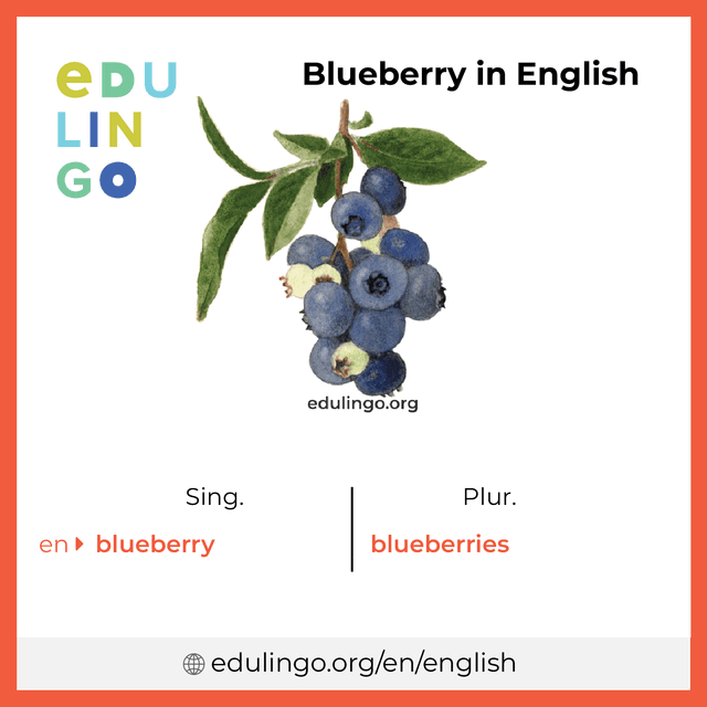 Blueberry in English vocabulary picture with singular and plural for download and printing