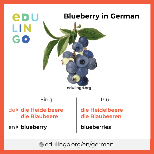 Blueberry in German vocabulary picture with singular and plural for download and printing