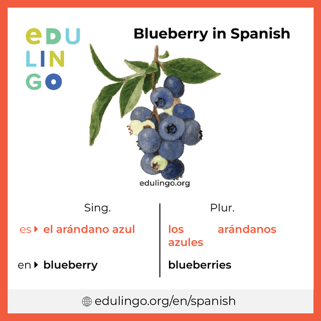 Blueberry in Spanish vocabulary picture with singular and plural for download and printing