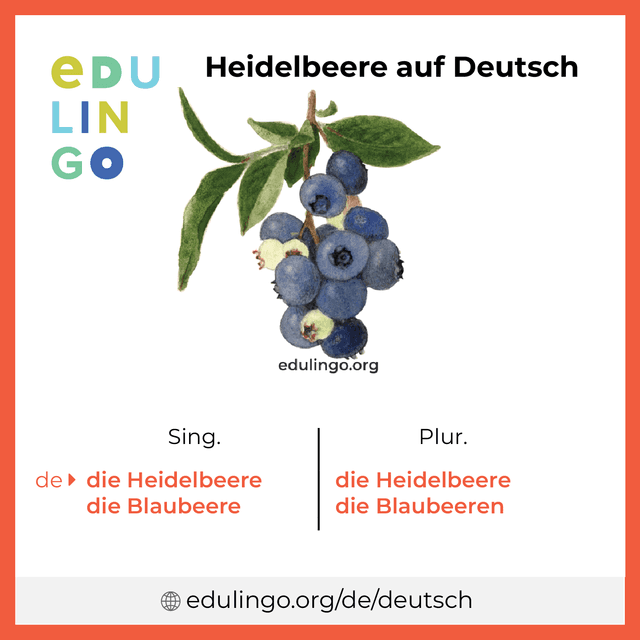 Heidelbeere auf Deutsch Vokabelbild mit Singular und Plural zum Herunterladen und Ausdrucken