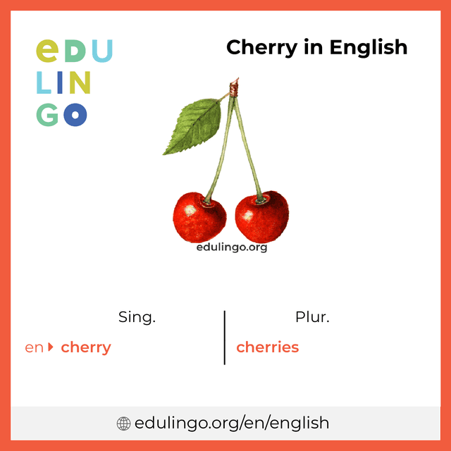 Cherry in English vocabulary picture with singular and plural for download and printing