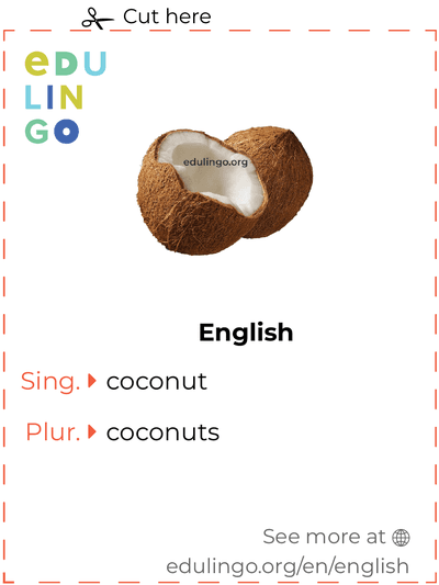Coconut in English vocabulary flashcard for printing, practicing and learning