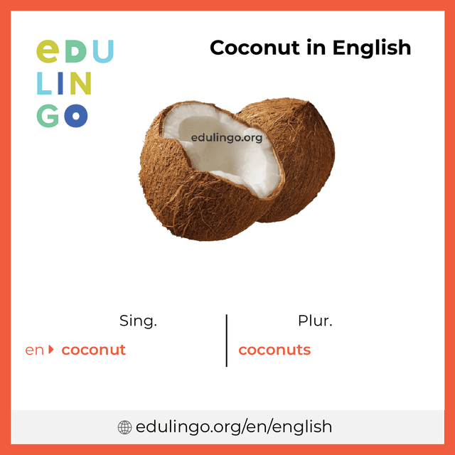 Coconut in English vocabulary picture with singular and plural for download and printing