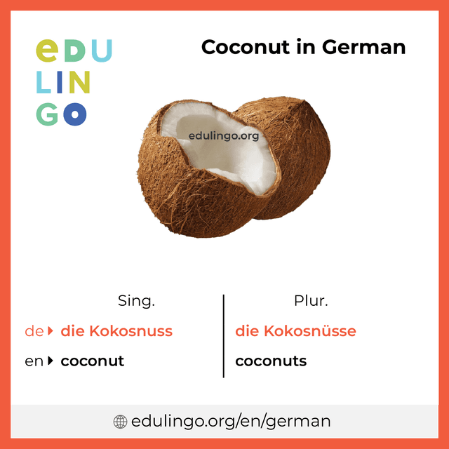 Coconut in German vocabulary picture with singular and plural for download and printing