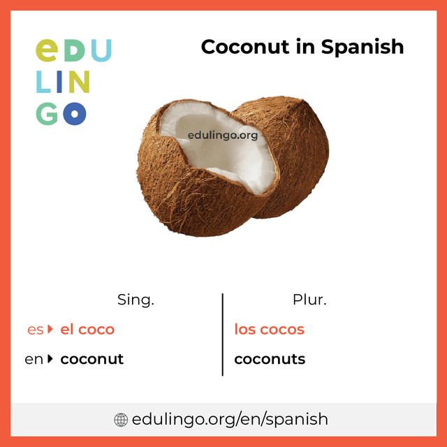 Coconut in Spanish vocabulary picture with singular and plural for download and printing