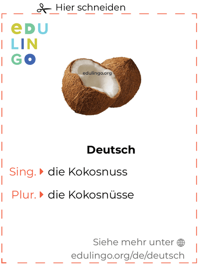 Kokosnuss auf Deutsch Vokabelkartei zum Ausdrucken, Üben und Lernen