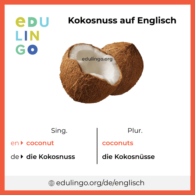 Kokosnuss auf Englisch Vokabelbild mit Singular und Plural zum Herunterladen und Ausdrucken