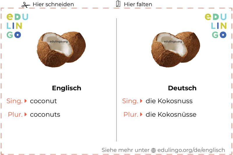 Kokosnuss auf Englisch Vokabelkartei zum Ausdrucken, Üben und Lernen