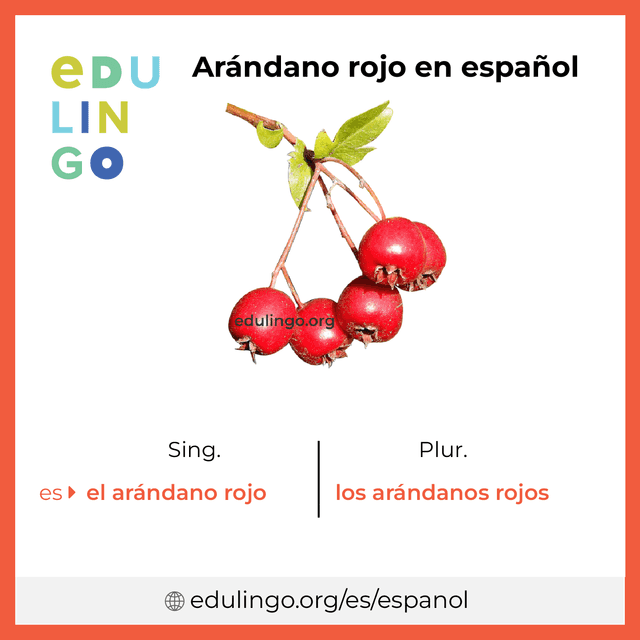 Imagen de vocabulario Arándano rojo en español con singular y plural para descargar e imprimir