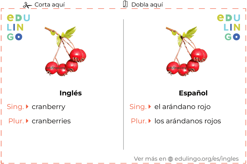 Ficha de Vocabulario Arándano rojo en inglés para imprimir, practicar y aprender