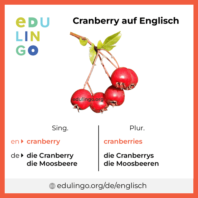 Cranberry auf Englisch Vokabelbild mit Singular und Plural zum Herunterladen und Ausdrucken