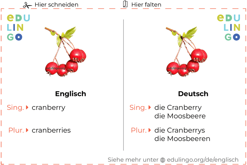 Cranberry auf Englisch Vokabelkartei zum Ausdrucken, Üben und Lernen