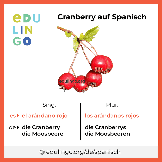 Cranberry auf Spanisch Vokabelbild mit Singular und Plural zum Herunterladen und Ausdrucken