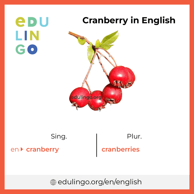 Cranberry in English vocabulary picture with singular and plural for download and printing