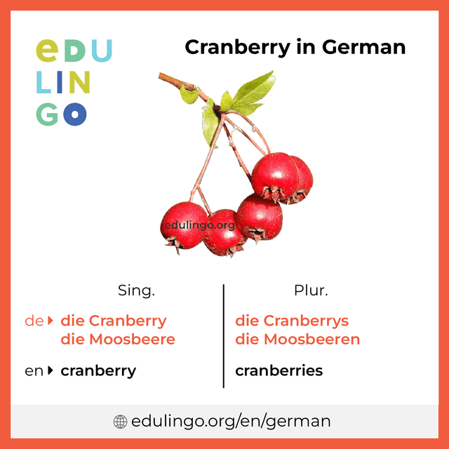 Cranberry in German vocabulary picture with singular and plural for download and printing