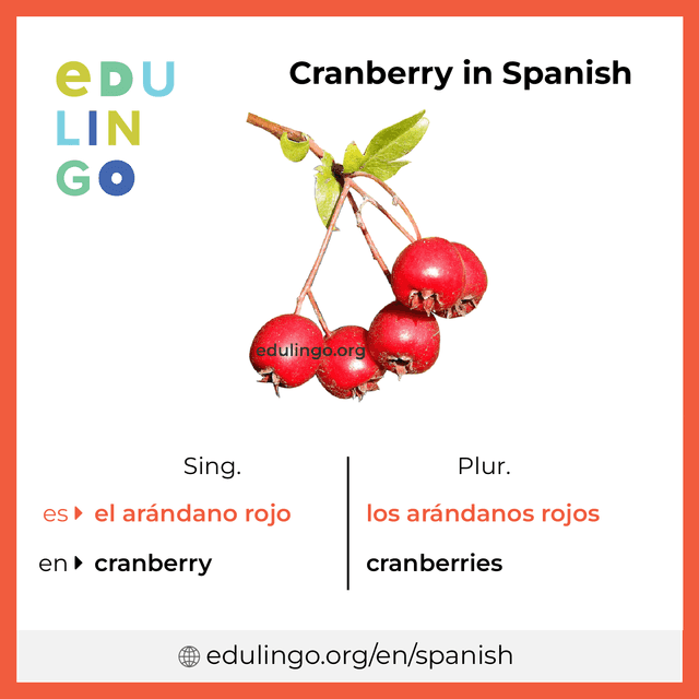 Cranberry in Spanish vocabulary picture with singular and plural for download and printing