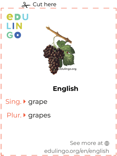 Grape in English vocabulary flashcard for printing, practicing and learning