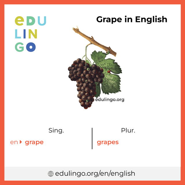 Grape in English vocabulary picture with singular and plural for download and printing