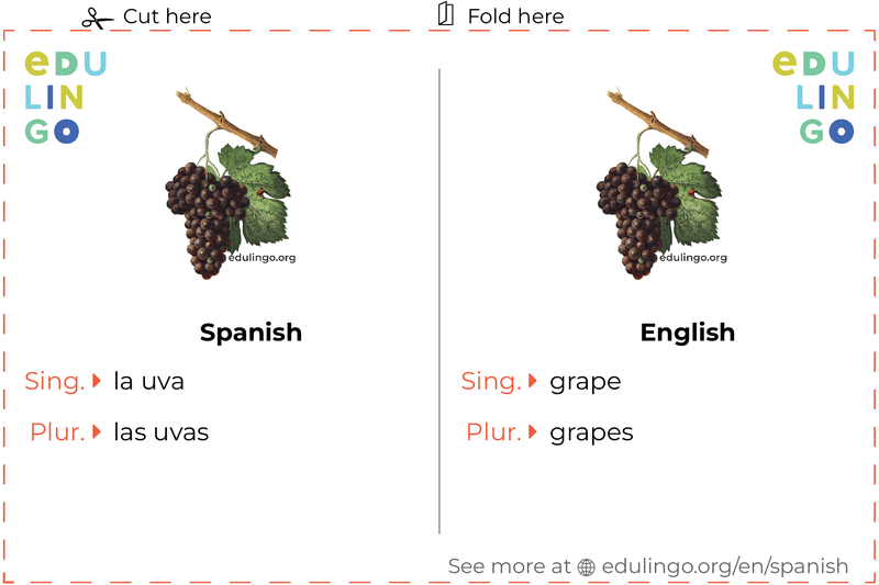 Grape in Spanish vocabulary flashcard for printing, practicing and learning