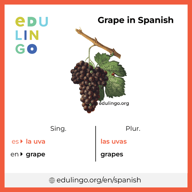 Grape in Spanish vocabulary picture with singular and plural for download and printing