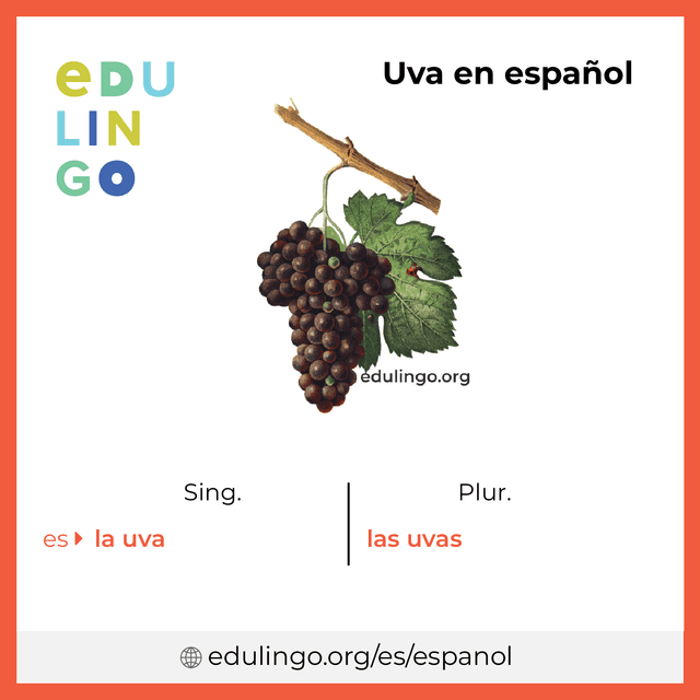 Imagen de vocabulario Uva en español con singular y plural para descargar e imprimir