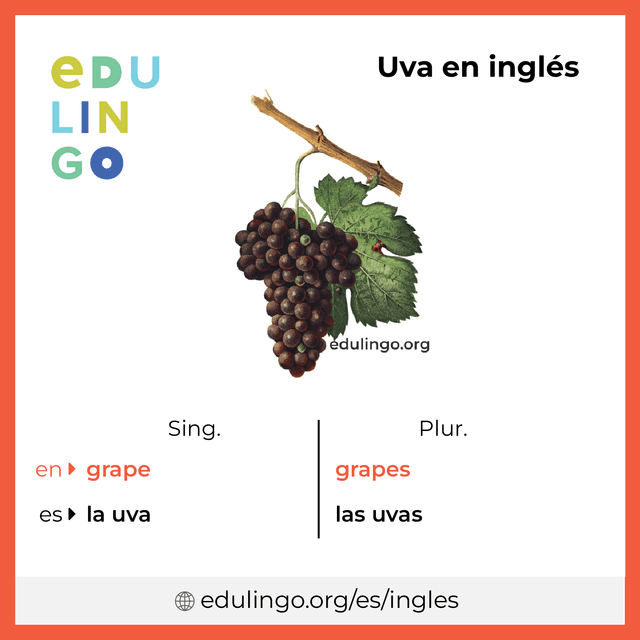 Imagen de vocabulario Uva en inglés con singular y plural para descargar e imprimir