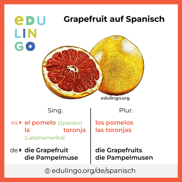 Grapefruit auf Spanisch Vokabelbild mit Singular und Plural zum Herunterladen und Ausdrucken
