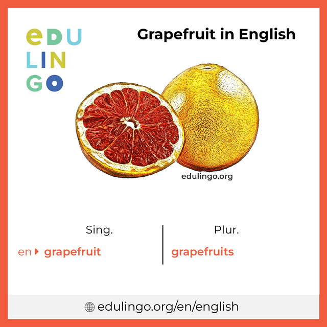 Grapefruit in English vocabulary picture with singular and plural for download and printing