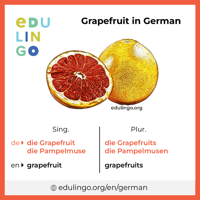 Grapefruit in German vocabulary picture with singular and plural for download and printing