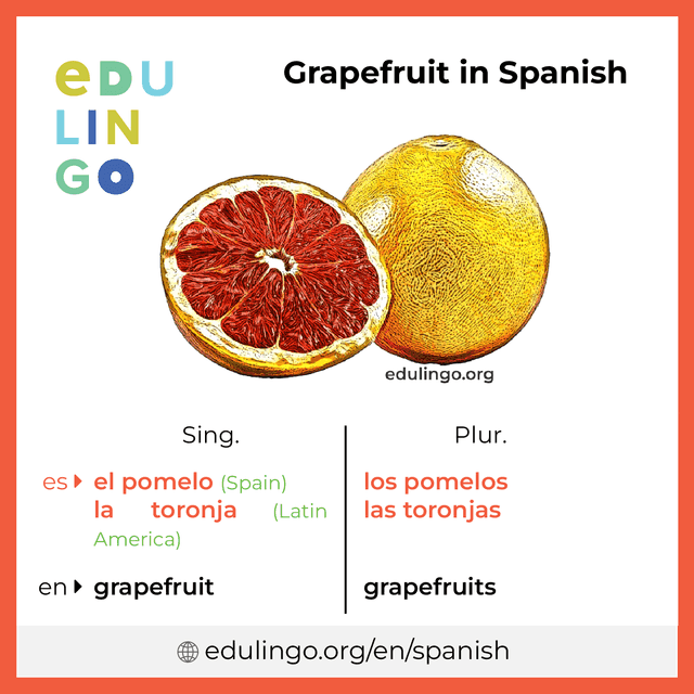 Grapefruit in Spanish vocabulary picture with singular and plural for download and printing