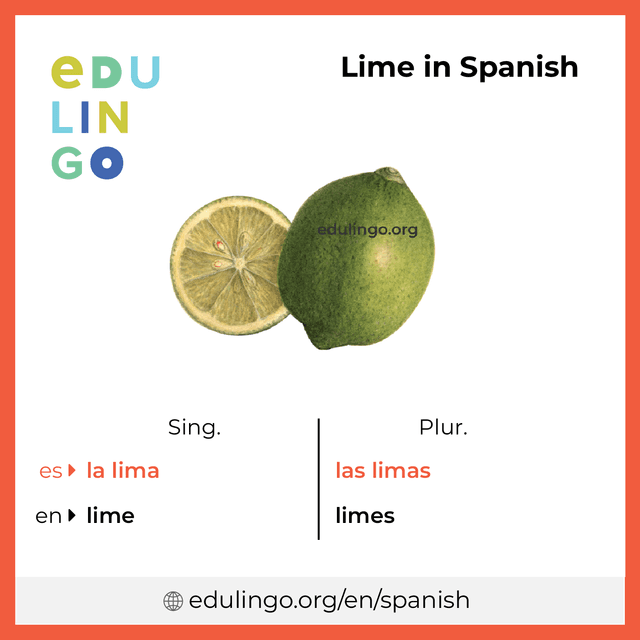 Lime in Spanish vocabulary picture with singular and plural for download and printing