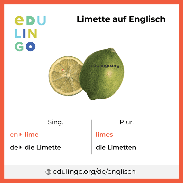 Limette auf Englisch Vokabelbild mit Singular und Plural zum Herunterladen und Ausdrucken