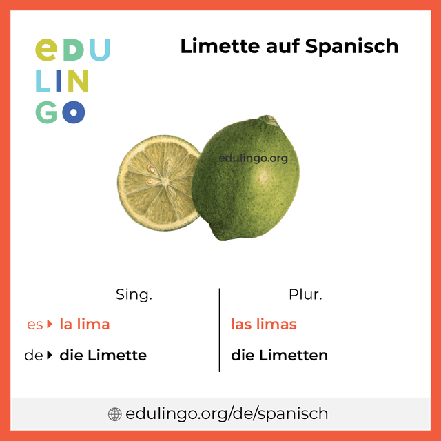 Limette auf Spanisch Vokabelbild mit Singular und Plural zum Herunterladen und Ausdrucken