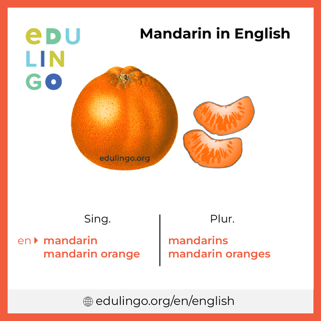 Mandarin in English vocabulary picture with singular and plural for download and printing
