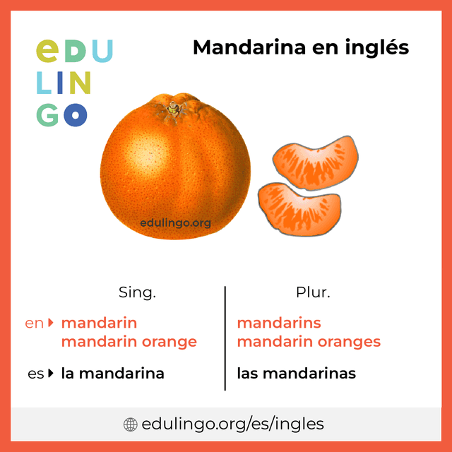 Imagen de vocabulario Mandarina en inglés con singular y plural para descargar e imprimir