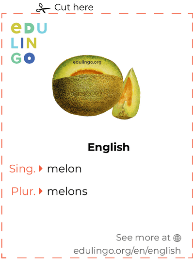 Melon in English vocabulary flashcard for printing, practicing and learning