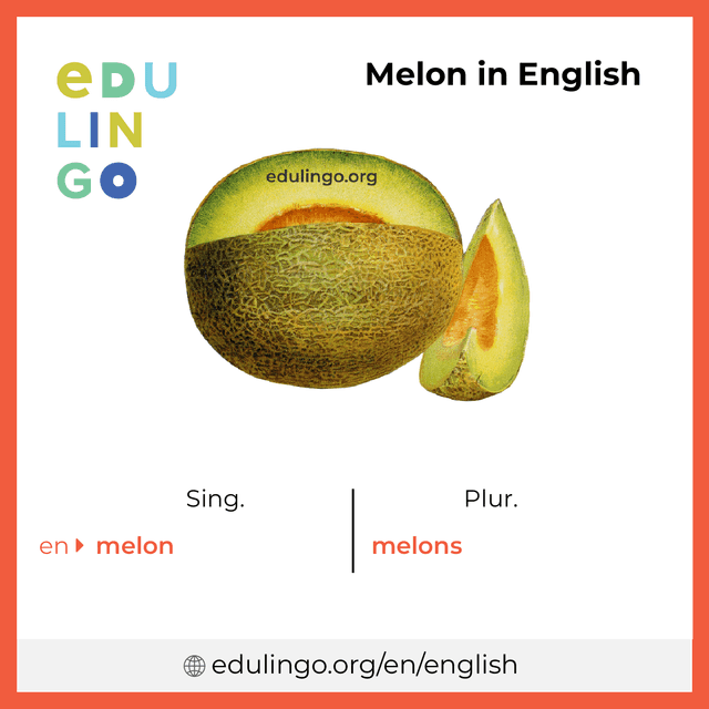 Melon in English vocabulary picture with singular and plural for download and printing