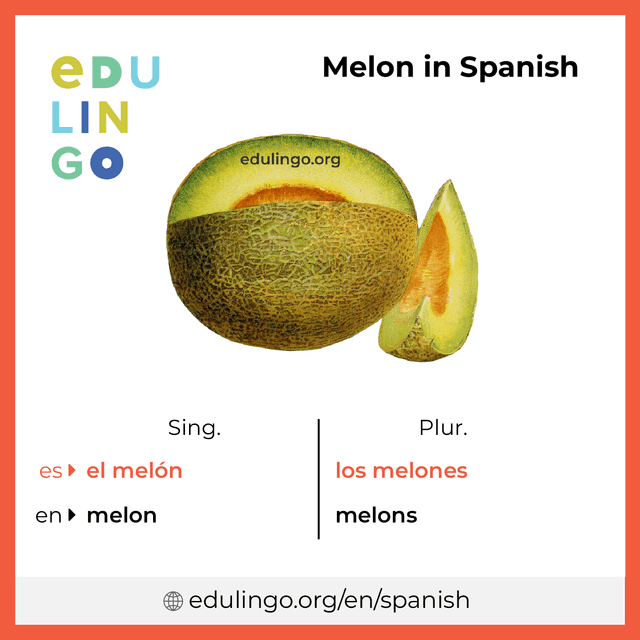 Melon in Spanish vocabulary picture with singular and plural for download and printing
