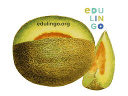 Thumbnail: Melon in German