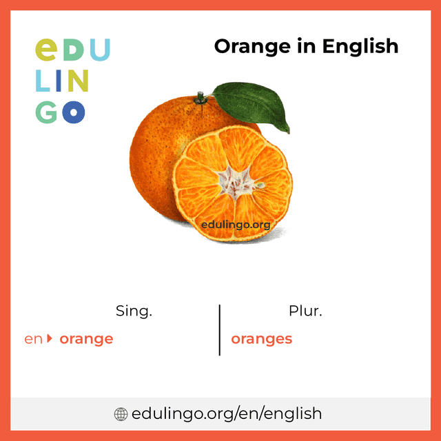 Orange in English vocabulary picture with singular and plural for download and printing