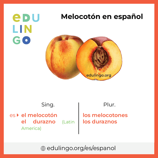 Imagen de vocabulario Melocotón en español con singular y plural para descargar e imprimir