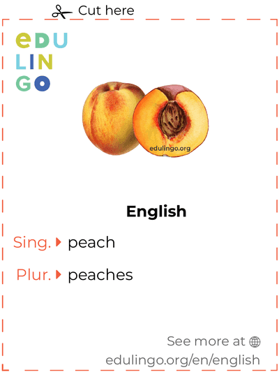 Peach in English vocabulary flashcard for printing, practicing and learning