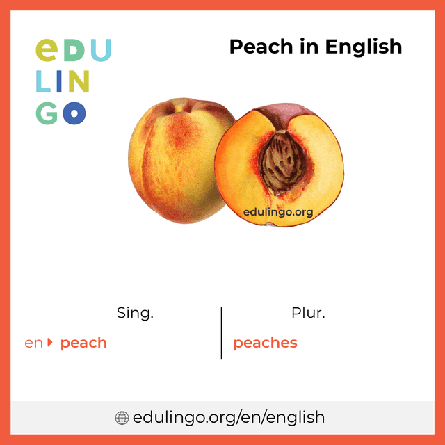 Peach in English vocabulary picture with singular and plural for download and printing